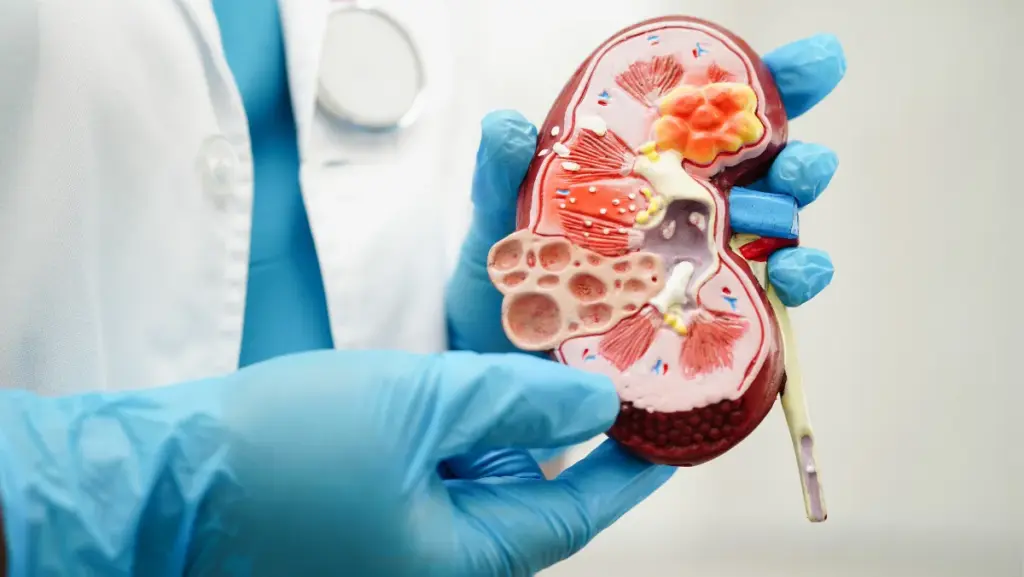 Urology Renal Transplant