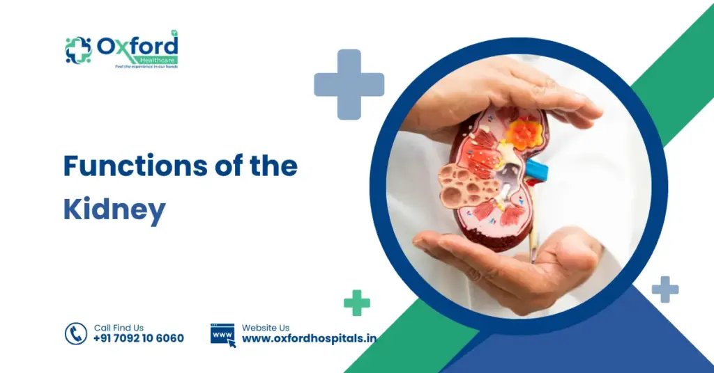 Functions of the Kidney
